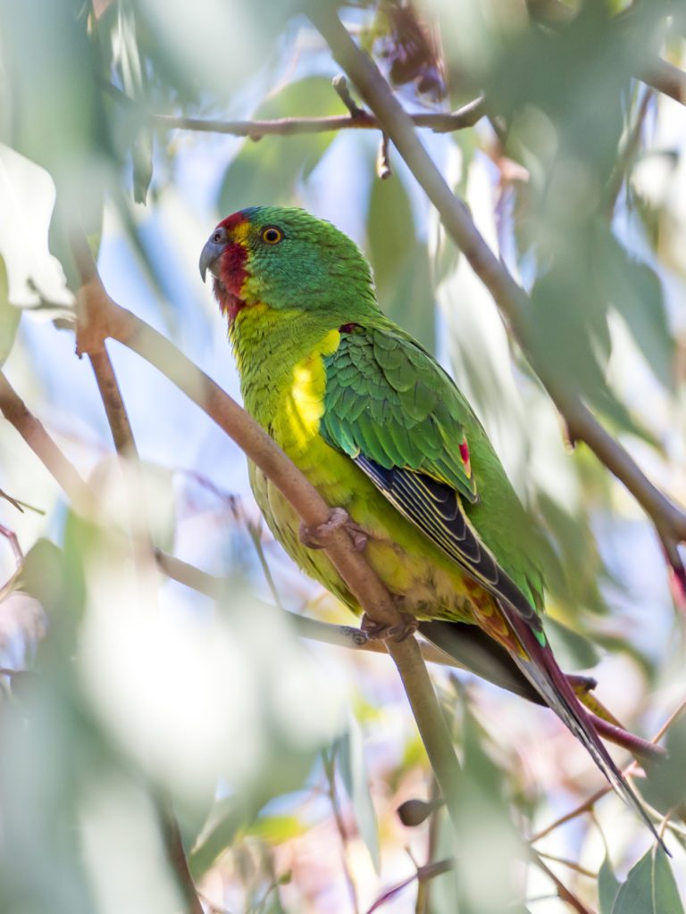 Swift Parrot | Port Fairy Holiday Park